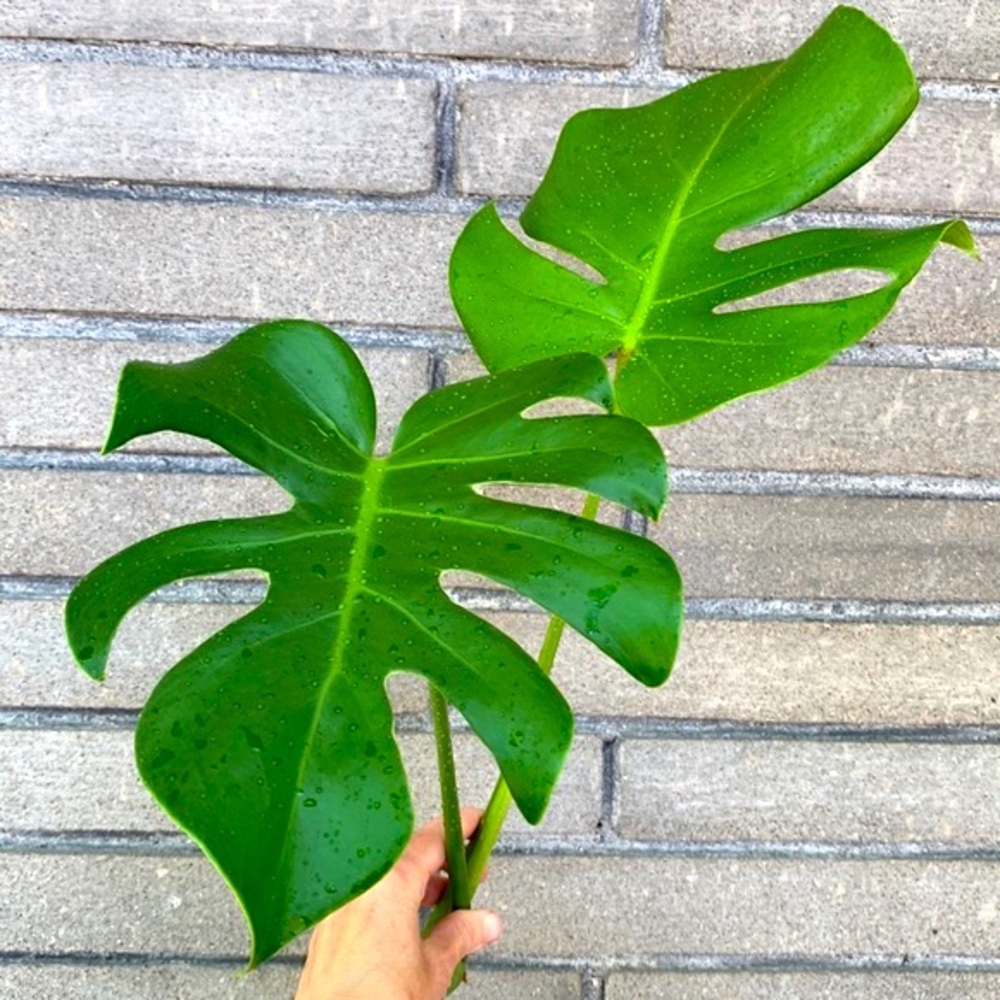 Monstera Deliciosa - Houseplant - Large